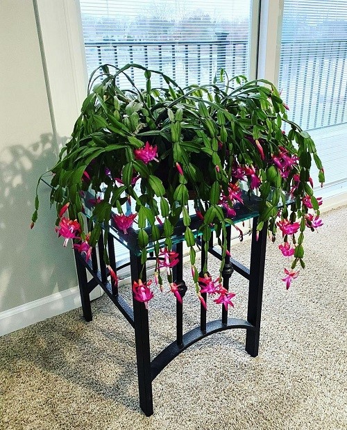 Christmas Cactus stand
