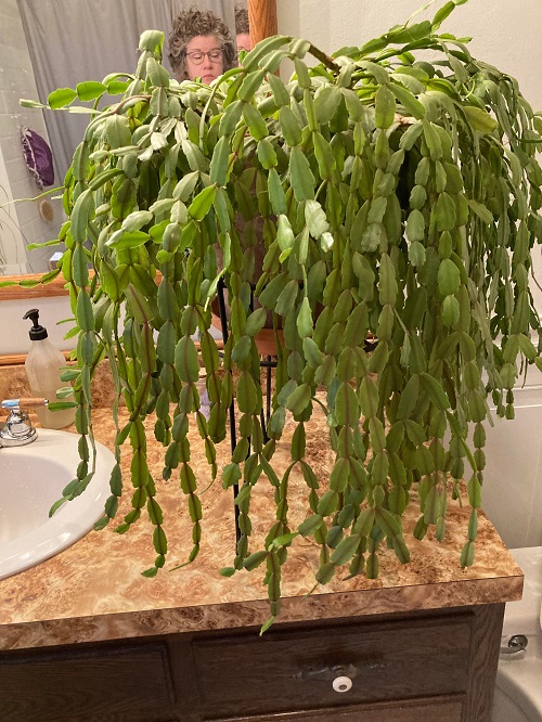Christmas Cactus in kitchen