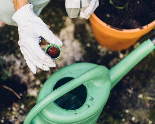 Fishbone Cactus fertilizer