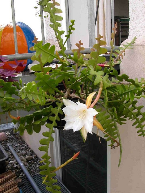 Fishbone Cactus flower blooming
