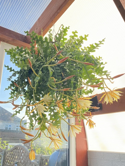 Mistakes That Stop Fishbone Cactus From Blooming and How to Fix Them