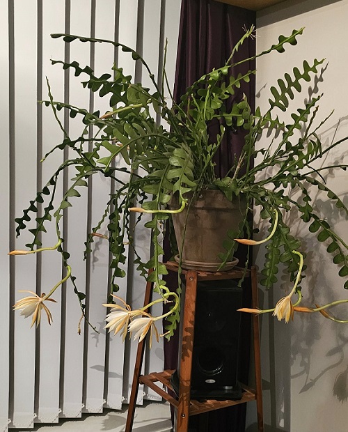Fishbone Cactus corner