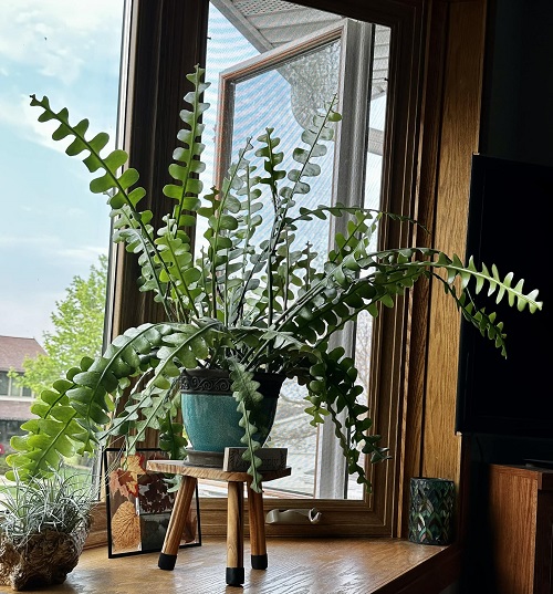 Mistakes That Stop Fishbone Cactus From Blooming and How to Fix Them 2