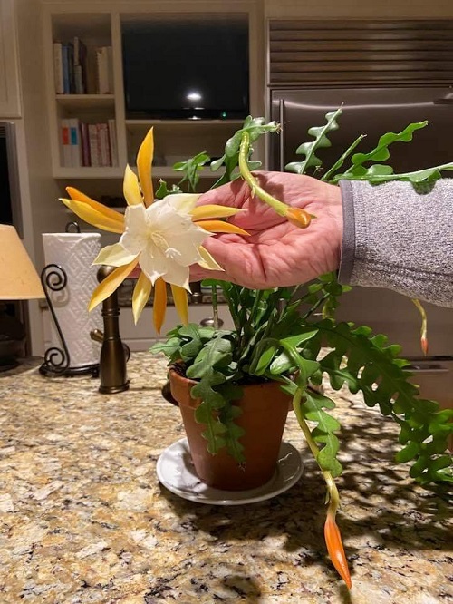 Fishbone Cactus indoor