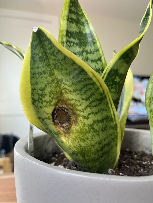 Garlic Uses for Snake Plant2