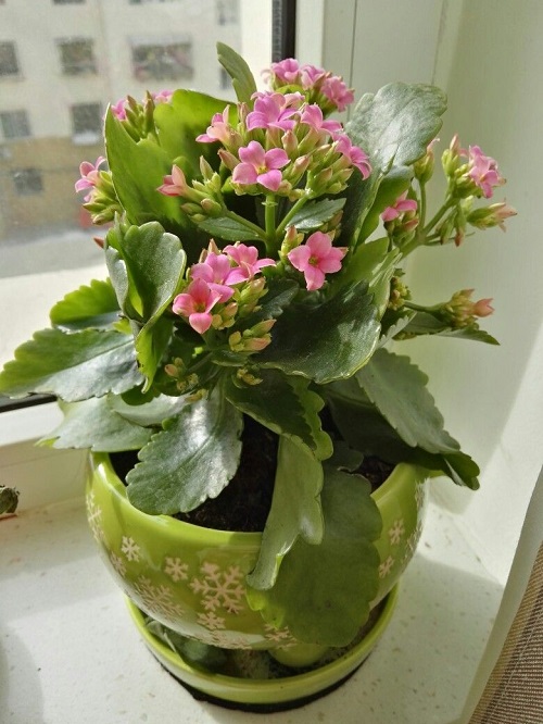 Kalanchoe Flowers 3