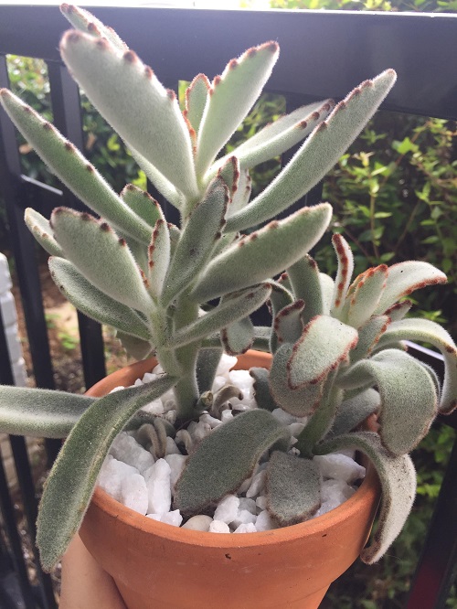 Propagate panda plant