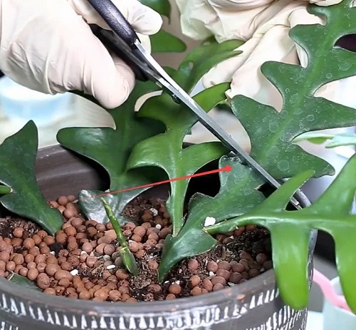 fishbone cactus Pruning