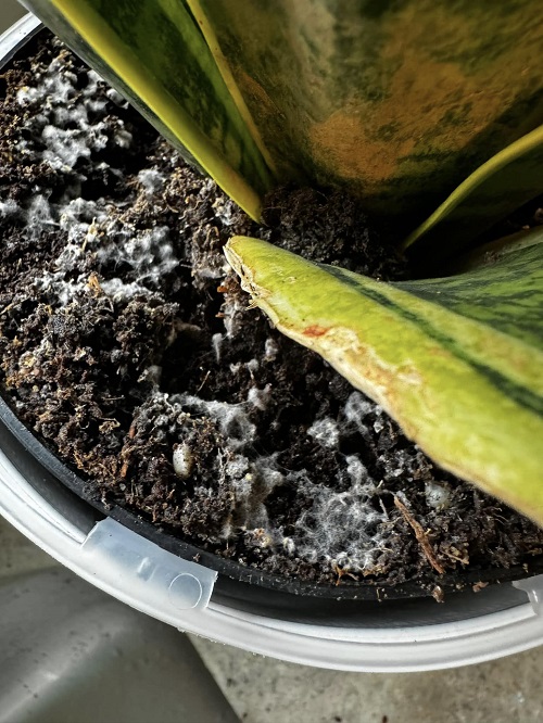 Burying Pennies In Snake Plant 2