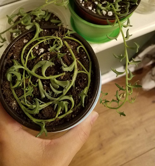 string of dolphins Propagation 