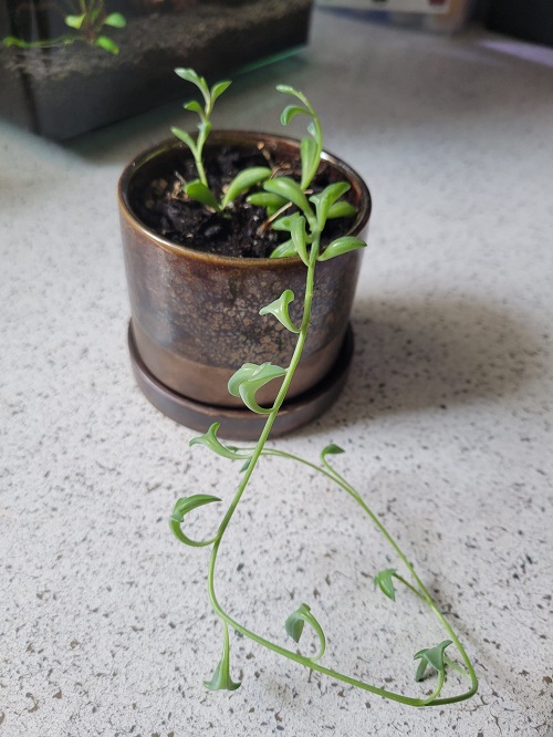 string of dolphins Propagation in soil