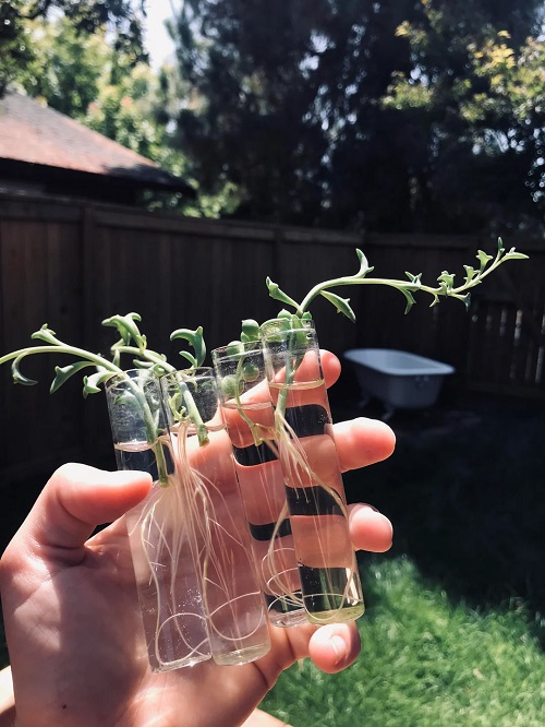 string of dolphins Propagation in soil in water