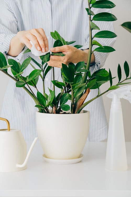  Most Upright ZZ Plants 5