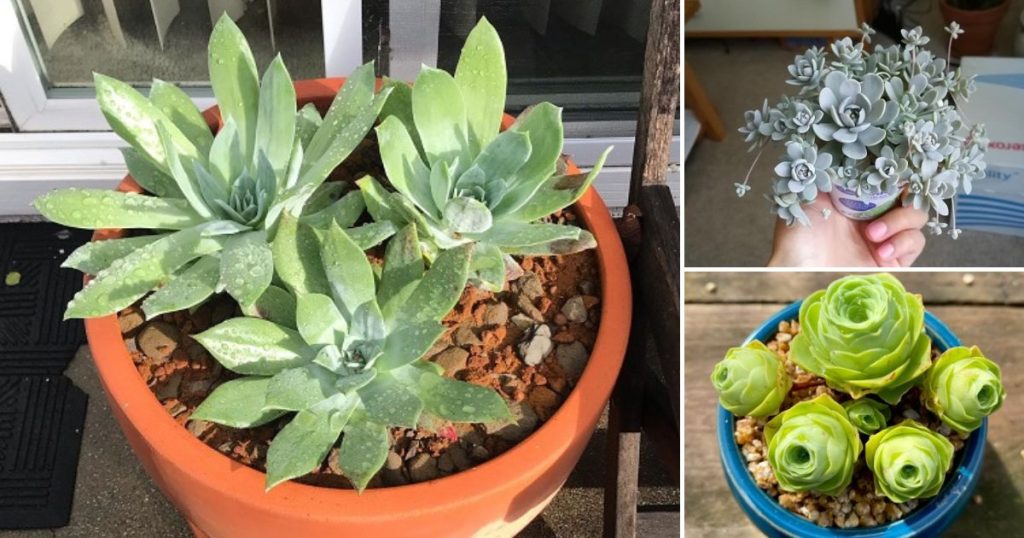 8 Weird but Real Succulents That Look Like Vagina - Succulent Garden Web