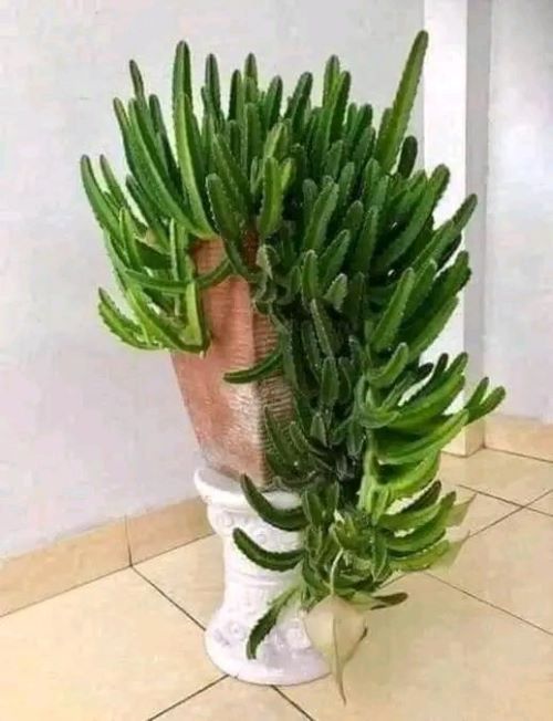 Tips to Get Stapelia Bloom 6