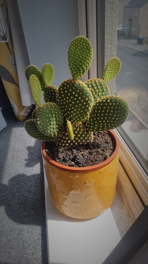 Bunny Ear Cactus