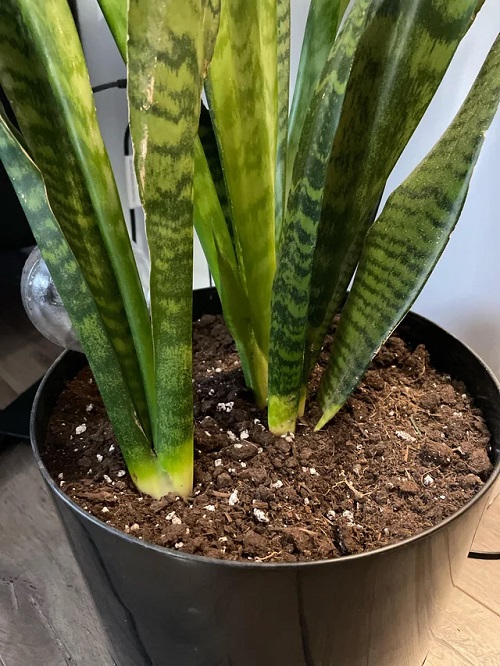 Cleaning the Soil Surface Too Much