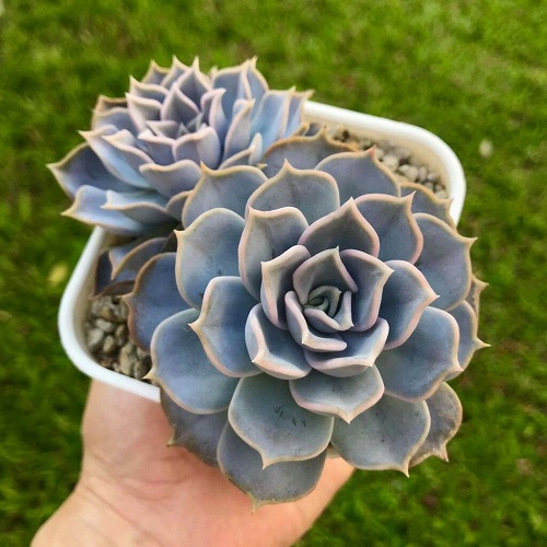 Echeveria