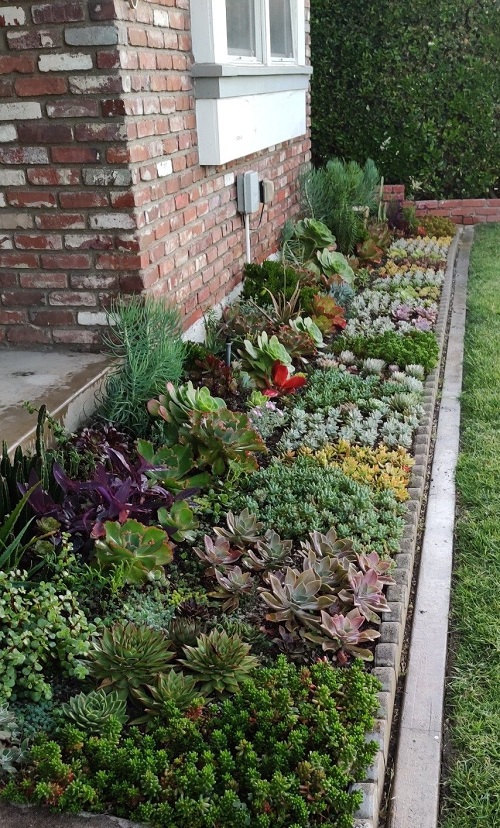 Large Succulent Bed