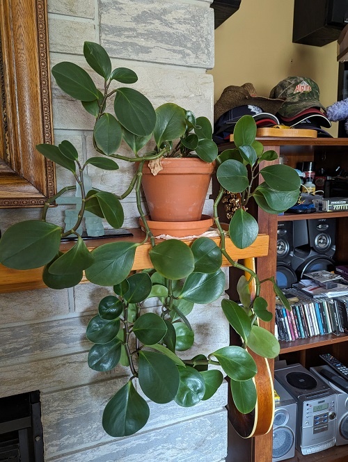 beautiful Peperomia