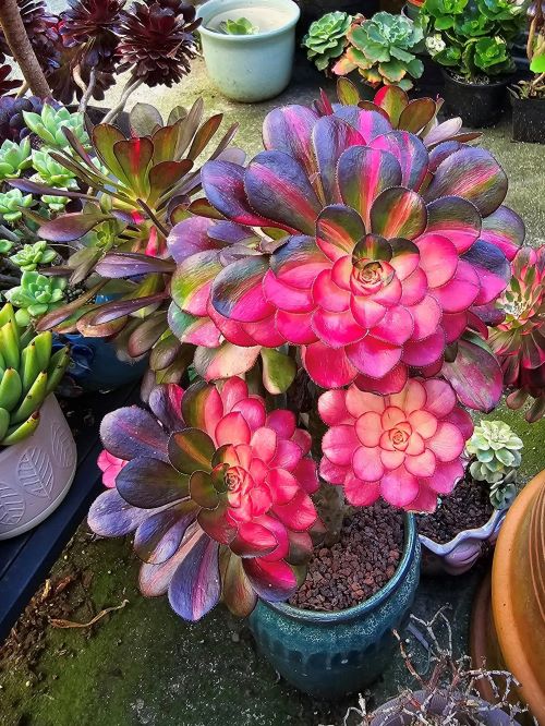 Rainbow Aeonium