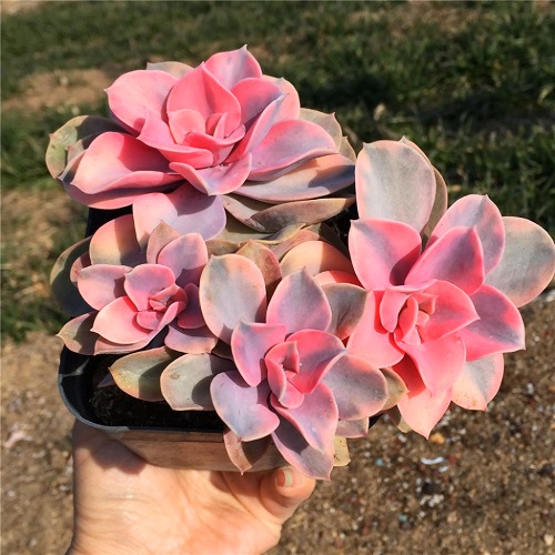 Rainbow Echeveria