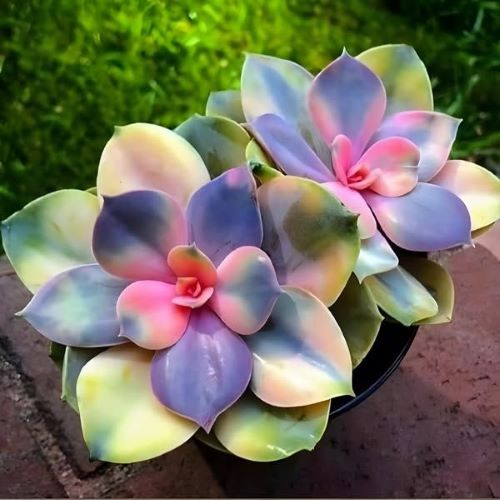 Rainbow Echeveria