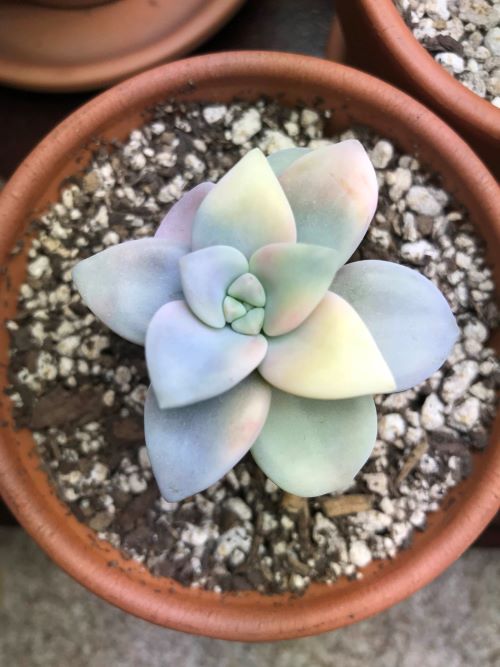 Rainbow Graptopetalum