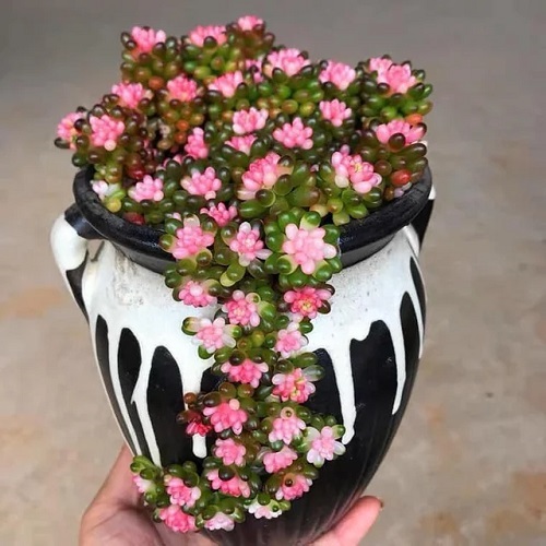  Rainbow Jelly Bean Plant