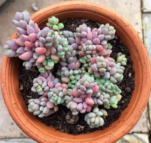 Rainbow Stonecrop