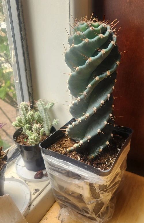 Spiral Cactus near window