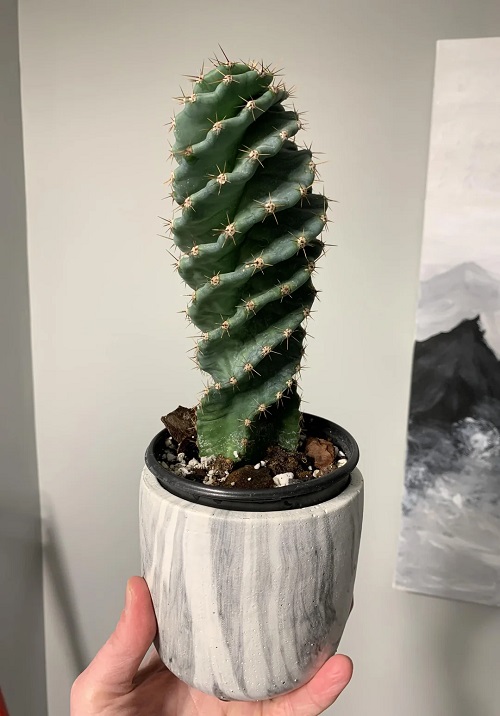Tricks to Grow Spiral Cactus in Small Pot 2