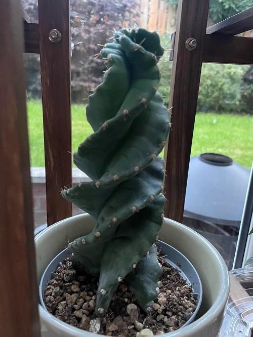 Repotting spiral cactus