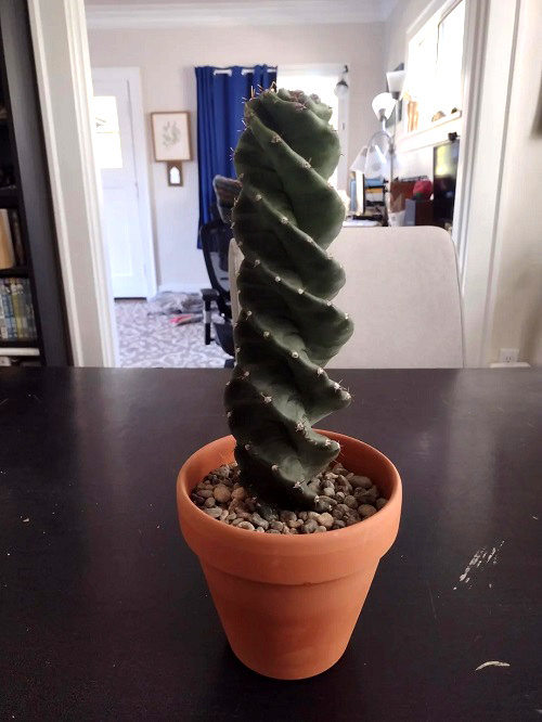 Tricks to Grow Spiral Cactus in Small Pot 1