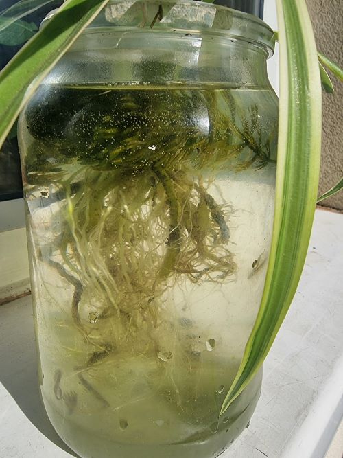 Curly Spider Plant algae