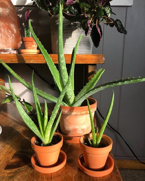  Aloe Vera