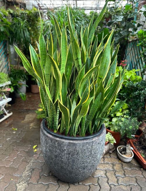 Why Your Snake Plant Isn’t Growing Bushy (And How to Fix It)