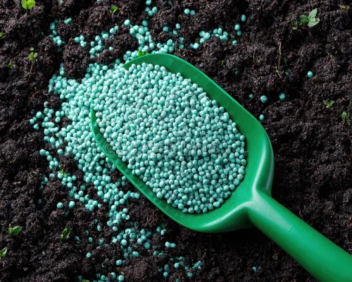 fertilizing succulents bed
