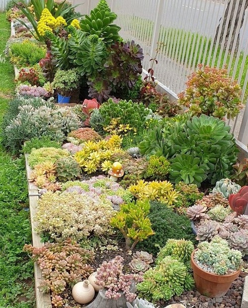 Large Succulent Bed 1
