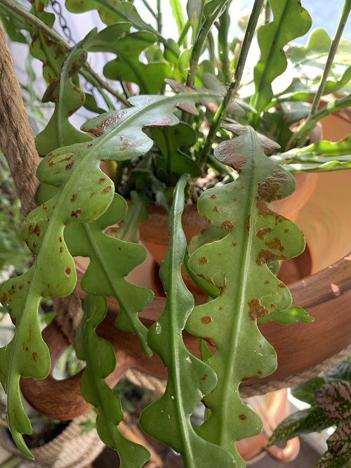 Pest Control with aluminium foil