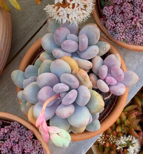 Rainbow Moonstones