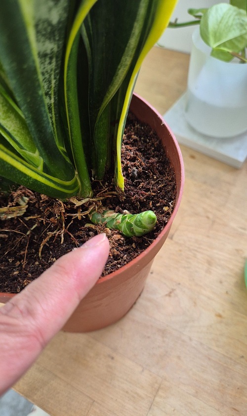 A Rhizome Path Under the Soil