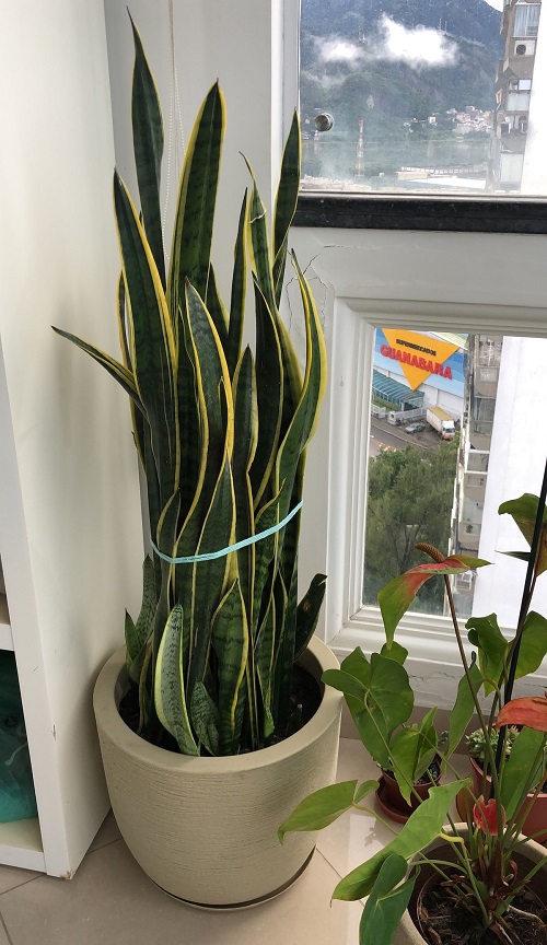 Rhizomes of the Snake plant