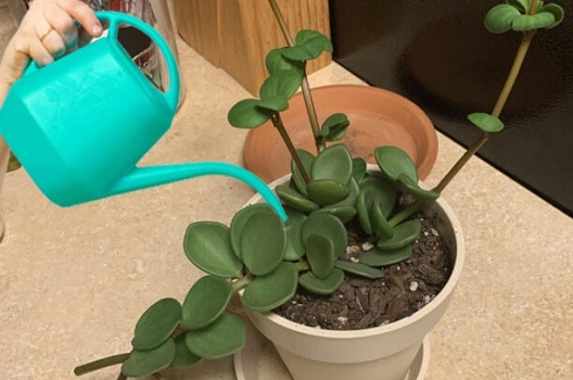Peperomia 1