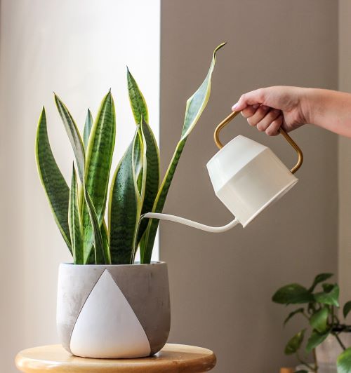 Why Your Snake Plant Isn’t Growing Bushy (And How to Fix It) 2