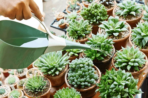 watering Large Succulent Bed