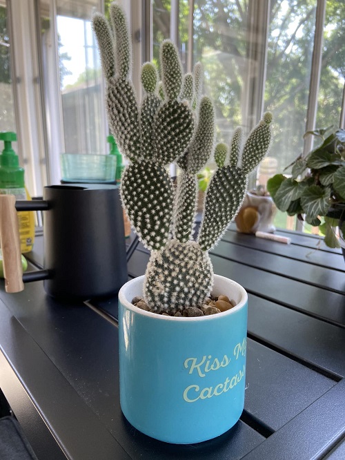 Bunny Ear Not Bushier 2