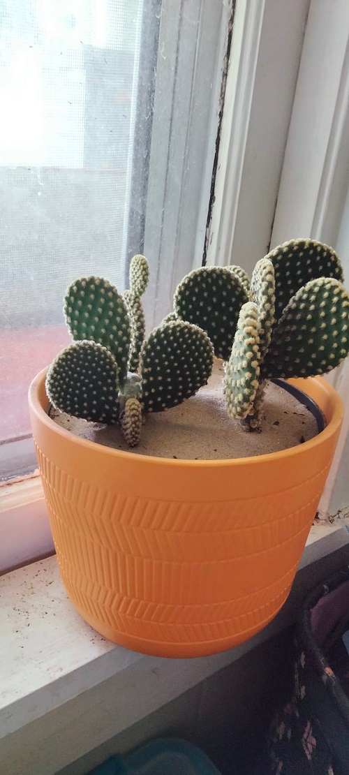 Bunny Ear cactus rotate