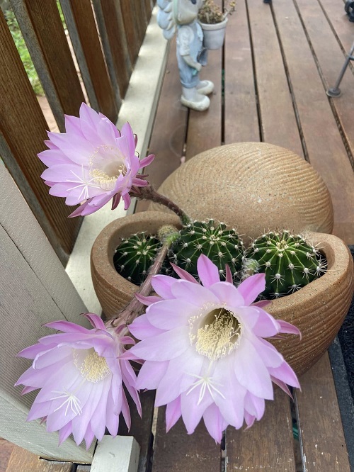 Tips to Grow Easter Lily Cactus Easily 2