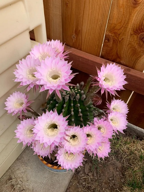 Tips to Grow Easter Lily Cactus Easily 1
